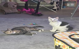 Mixed Breed cats for sale: Free only to good home  - Image 4