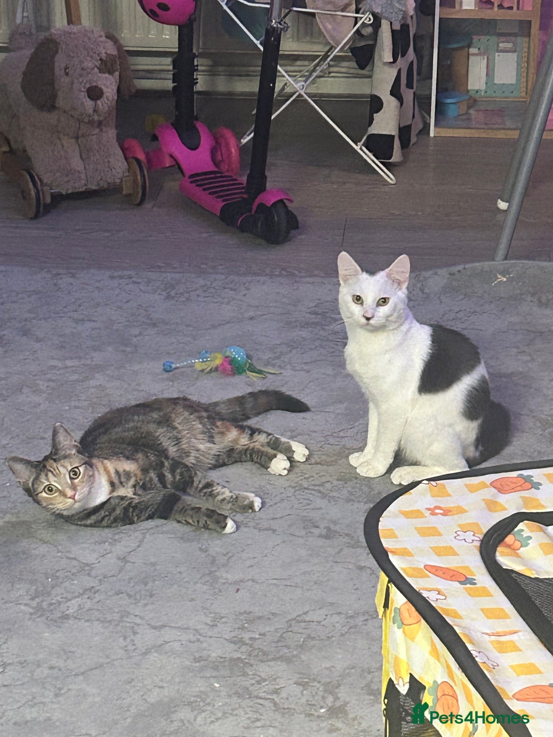 Mixed Breed cats for sale: Free only to good home  - Image 4
