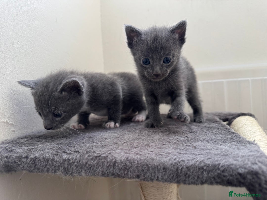 Mixed Breed cats for sale: Regular kittens - Image 6