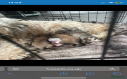 Shih Tzu dogs for sale: Shih tzu puppies  - Image 3