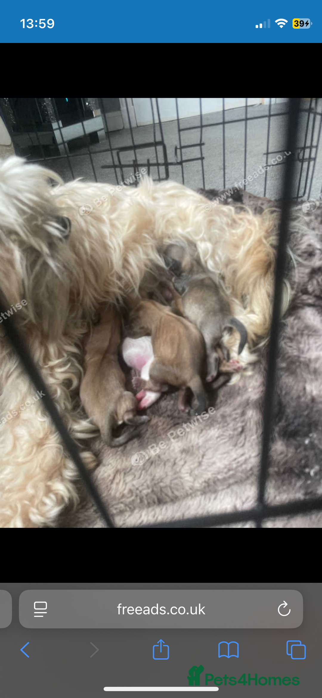 Shih Tzu dogs for sale: Shih tzu puppies  - Image 3