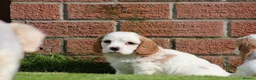 Cavachon dogs for sale: Beautiful Cavachon puppies for sale - Advert 11