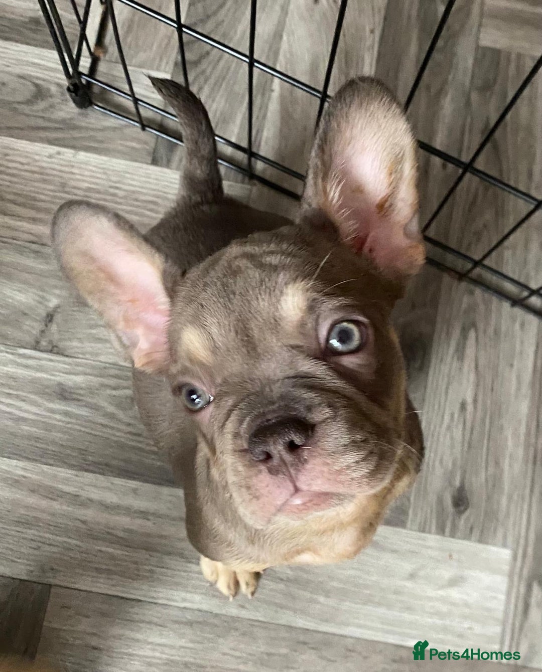 French Bulldog dogs for sale: 4 Gorgeous Frenchbulldogs ready now!  - Image 8