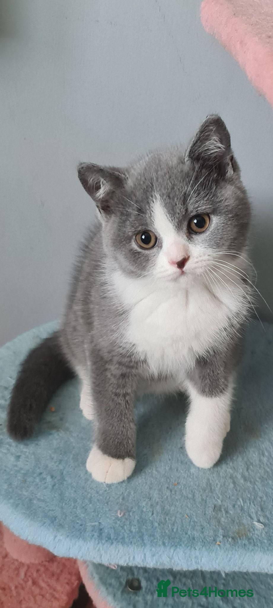 British Shorthair cats *READY NOW* British shorthair kittens  - Advert 4