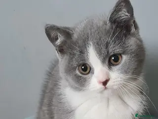 British Shorthair cats *READY NOW* British shorthair kittens - Advert 4
