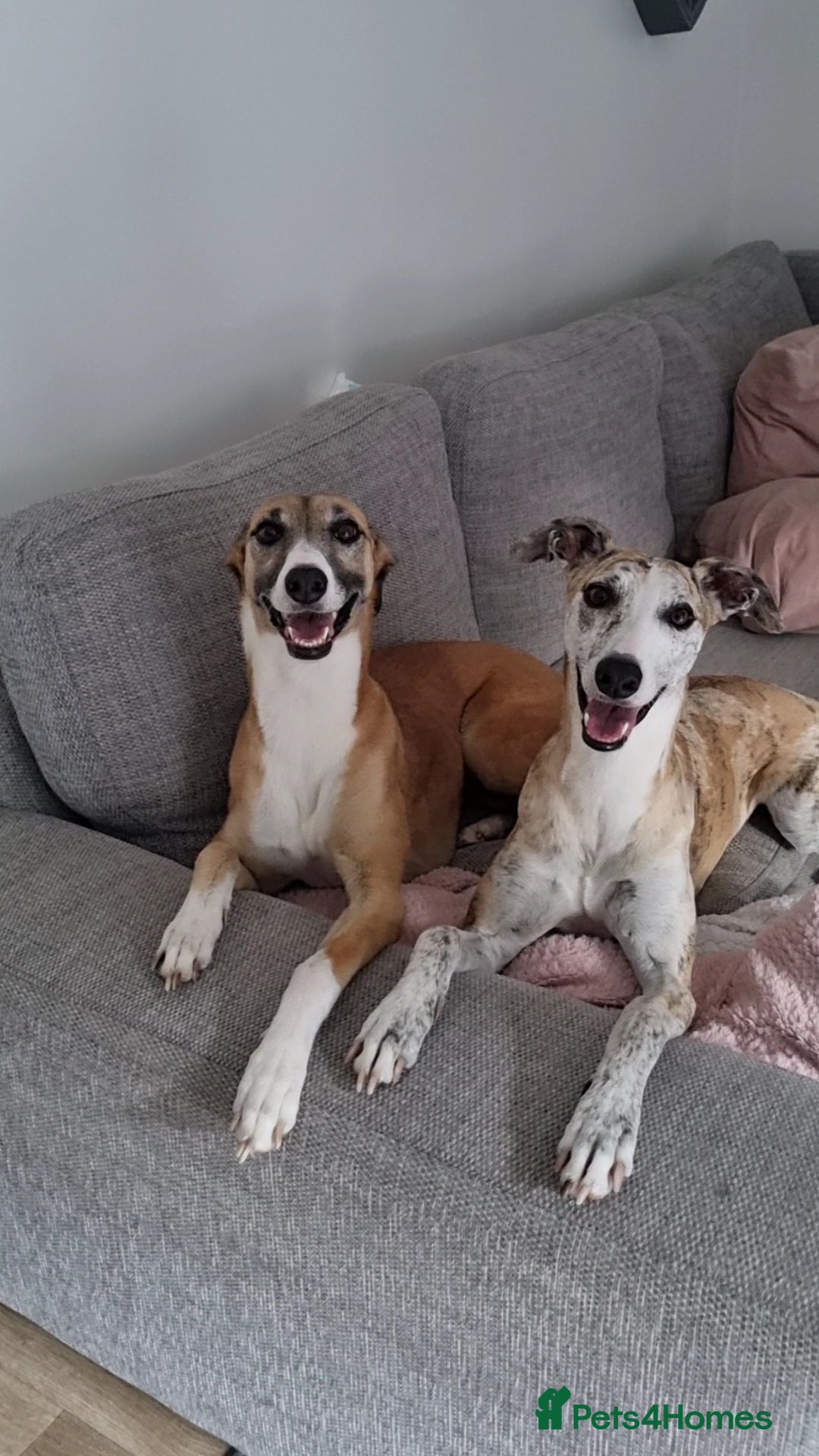 Mixed Breed dogs 2x female Whippet X Collie - Advert 1