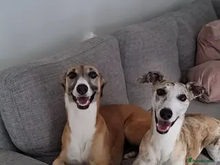 Mixed Breed dogs 2x female Whippet X Collie - Advert 1