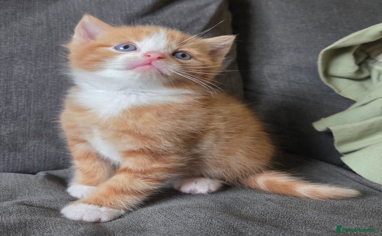 Mixed Breed cats - Advert 2