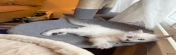 Ragdoll cats for sale: ✨Ragdoll Kittens for Sale - Advert 16