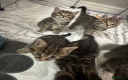 Domestic Shorthair cats for sale: Domestic short hair  - Image 11