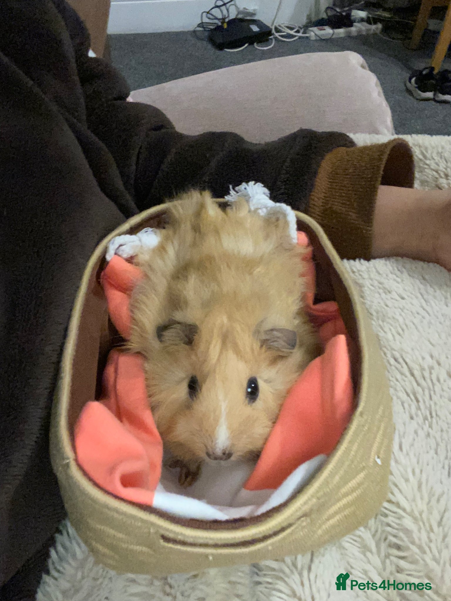 Guinea Pig rodents Boars for rehome - Advert 1