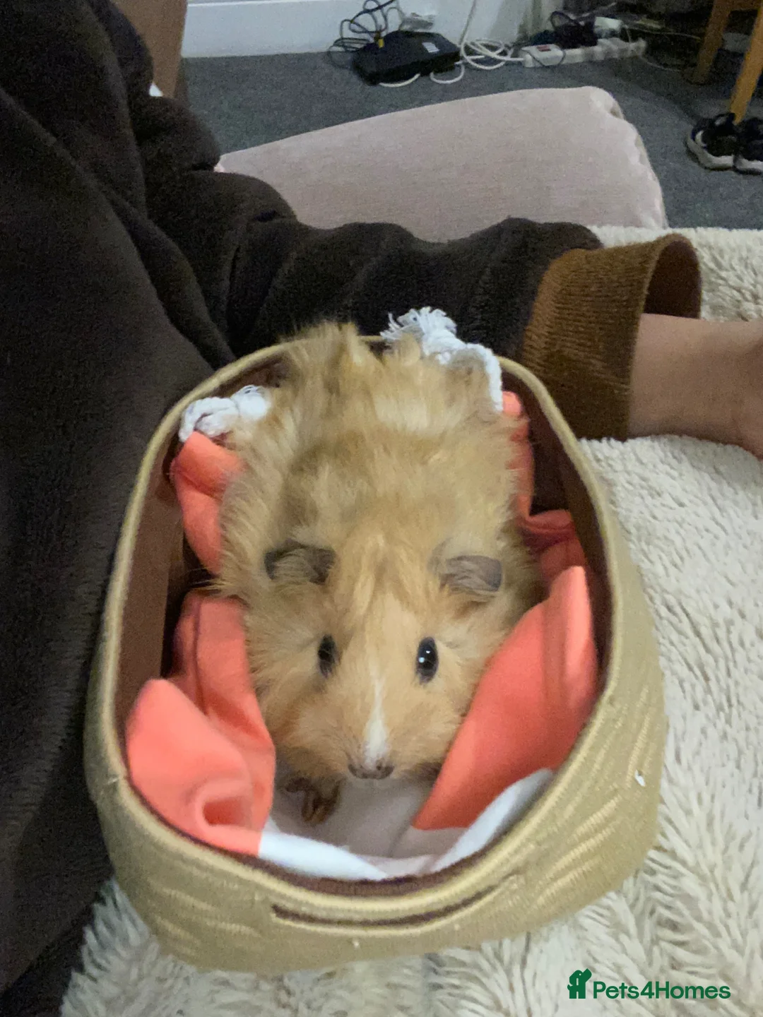 Guinea Pig rodents for sale: Boars for rehome in Torquay - Advert 1