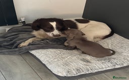 English Springer Spaniel dogs for stud: English springer spaniel stud - Image 4