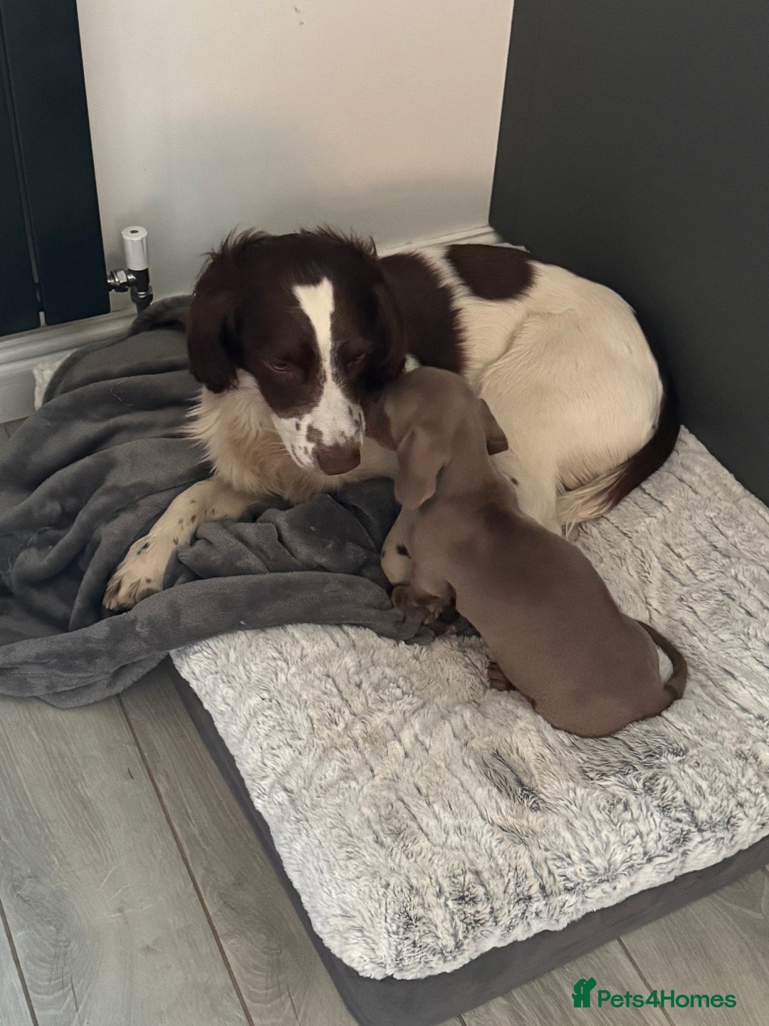 English Springer Spaniel dogs for stud: English springer spaniel stud - Image 4