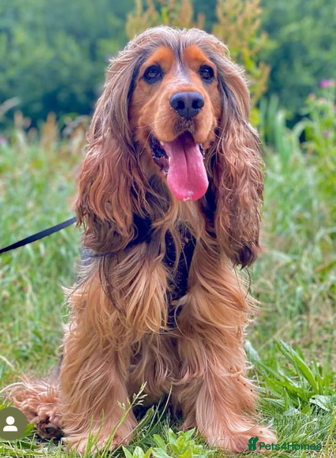 Cocker Spaniel dogs for stud: KC ‘Best Practice’ Health 🐾Show 🐾180+ pups born in Preston - Advert 21