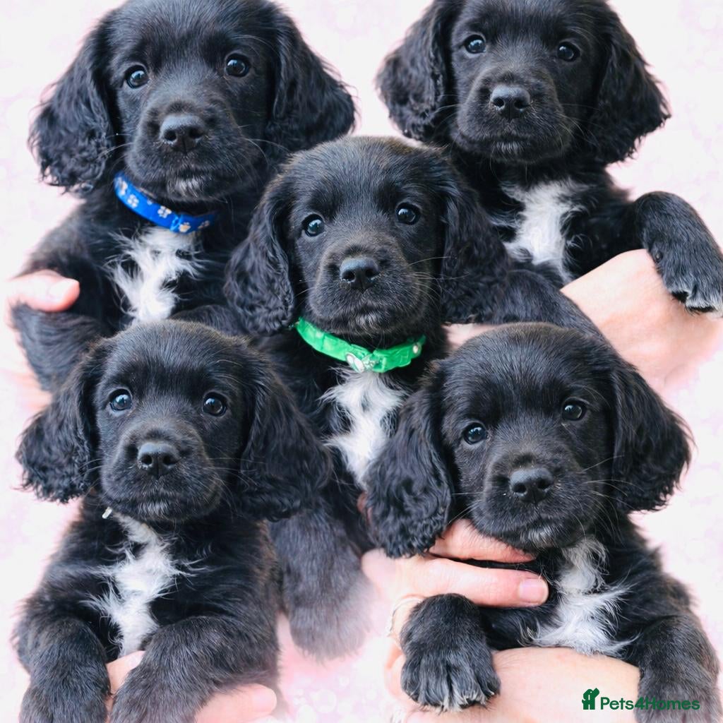 Sprocker dogs Beautiful Sprocker Spaniel puppies  - Advert 5