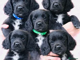Sprocker dogs Beautiful Sprocker Spaniel puppies - Advert 5