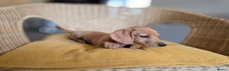 Miniature Dachshund dogs for sale: KC Registered Mini Dachshund Puppies. Rare colors - Advert 5