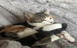 Domestic Shorthair cats for sale: Beautiful calico  - Image 5