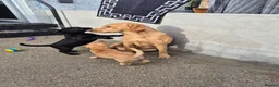 Labrador Retriever dogs for sale: Labrodor retriever kc REDUCE GIRL 1 left - Advert 2