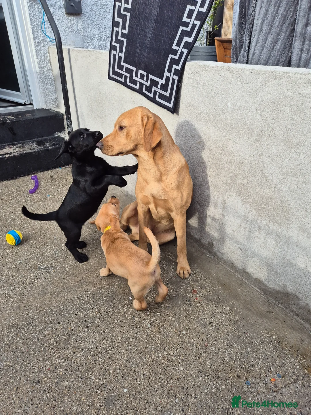 Labrador Retriever dogs for sale: Labrodor retriever kc REDUCE GIRL 1 left - Advert 2