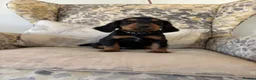 Cocker Spaniel dogs for sale: Fantastic Litter of Working Cocker Spaniels  - Advert 26