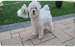 Maltese dogs for sale: Stunning Purebred Maltese Boys Puppies  - Image 18