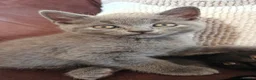 Mixed Breed cats for sale: Beautiful Home-Raised Kittens in Nottingham - Advert 3