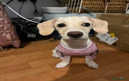 Mixed Breed dogs for sale: Miniature Jackweenie Puppy For Sale  - Image 6