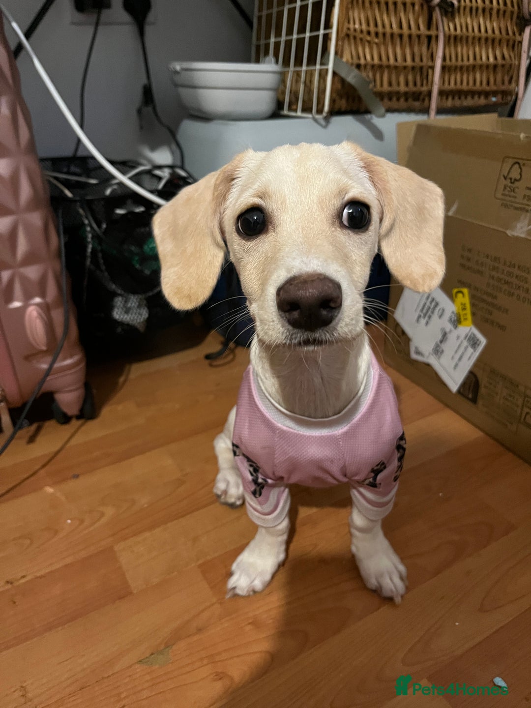 Mixed Breed dogs for sale: Miniature Jackweenie Puppy For Sale  - Image 6