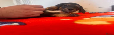 Doxiepoo 4