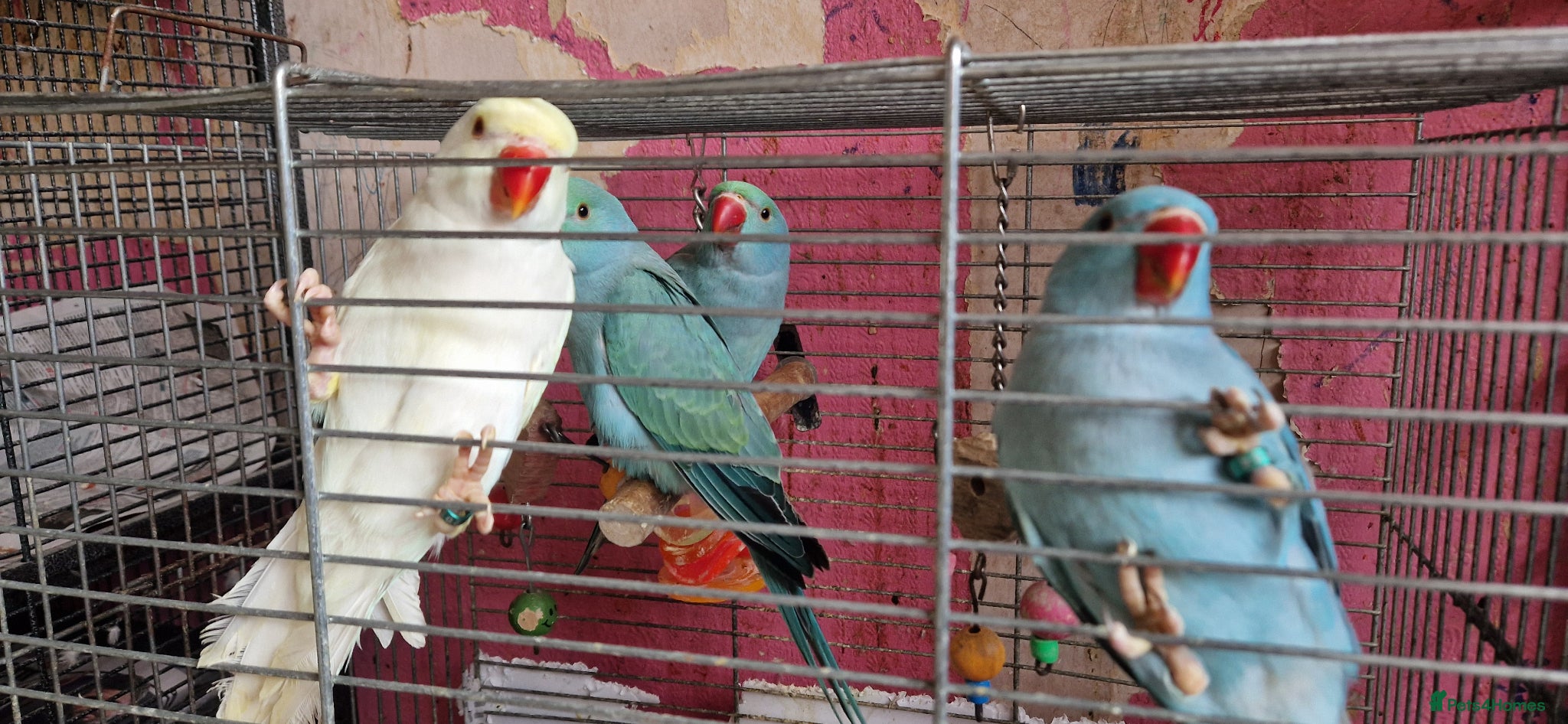 Parrots birds Indian ringnecks for sale READY TO GO - Advert 11