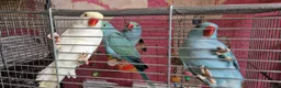 Parrots birds for sale: Indian ringnecks for sale READY TO GO - Advert 1