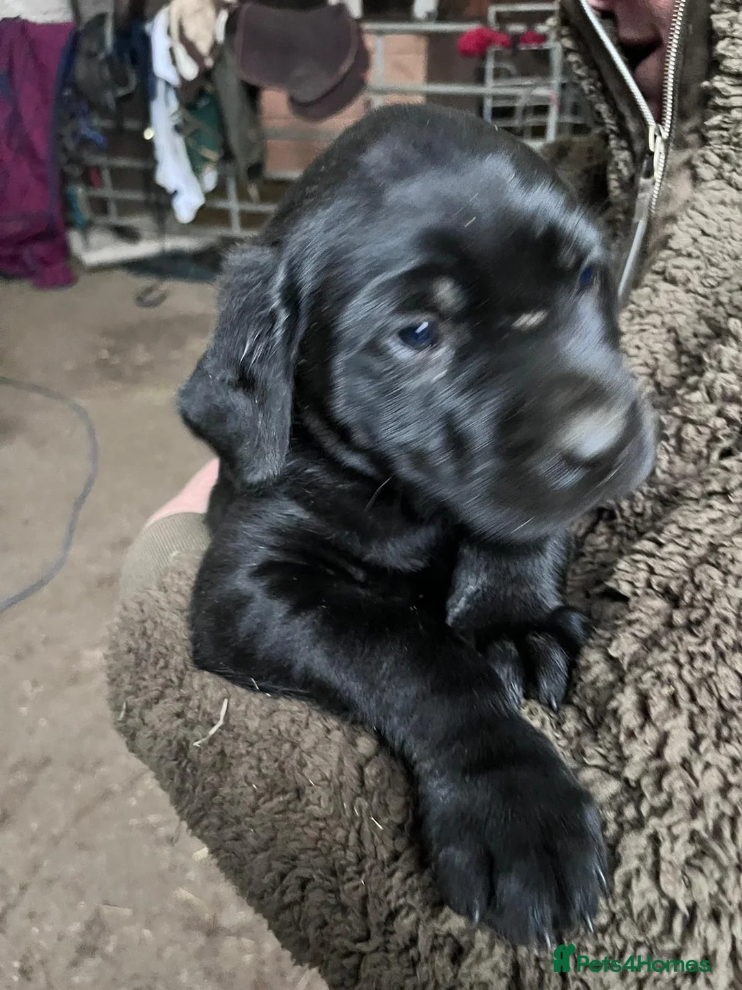 Mixed Breed dogs for sale: Adorable rotadors  - Advert 15