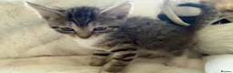 Mixed Breed cats for sale: 2 tabby female mixed kittens in Lincoln - Advert 9
