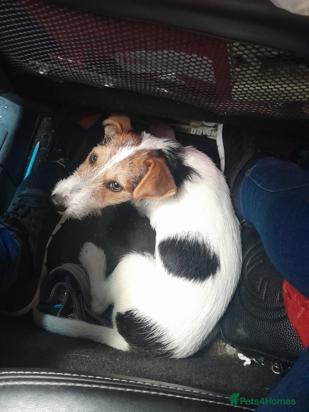 Mixed Breed dogs for sale: Jack russell x chihuahua boys only  - Image 13