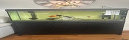 Fancy Goldfish fish for sale: Fluval Roma 240 Aquarium,  in Crook - Advert 1