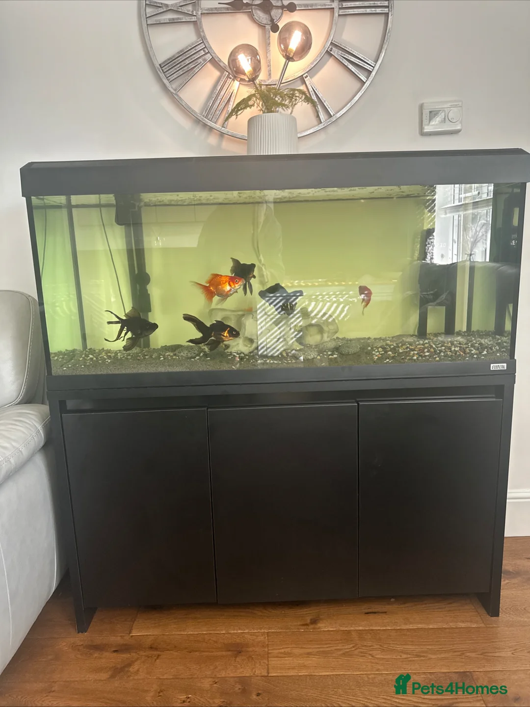 Fancy Goldfish fish for sale: Fluval Roma 240 Aquarium,  in Crook - Advert 1