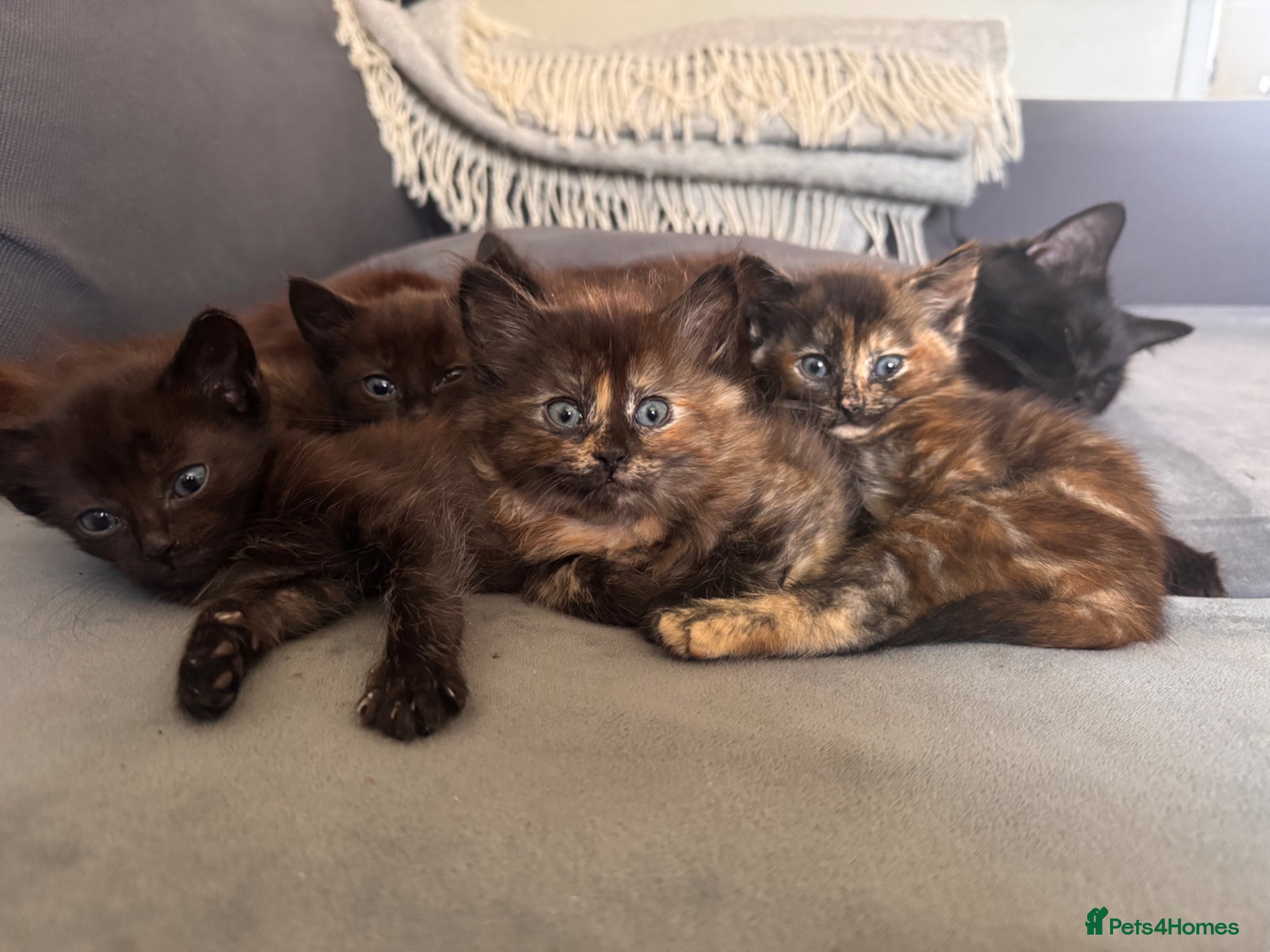 Mixed Breed cats 4 kittens - Advert 17