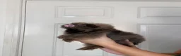 Pomeranian dogs for sale: KC registered Pretty Pomeranian Puppies - Advert 14