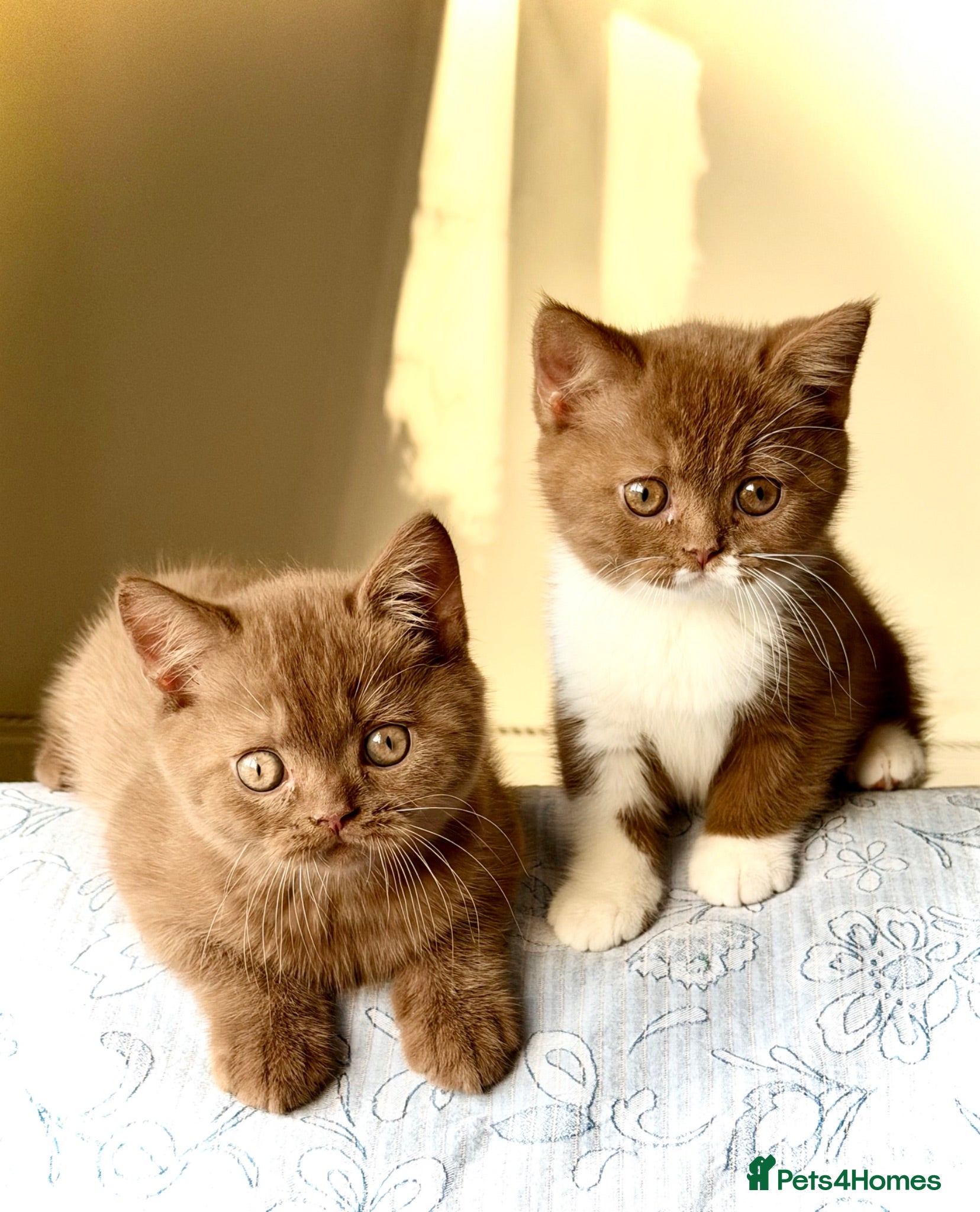British Shorthair cats Beautiful pedigree kittens TICA registered  - Advert 5