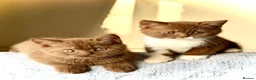 British Shorthair cats for sale: The handsome boy with an outstanding pedigree. - Advert 4