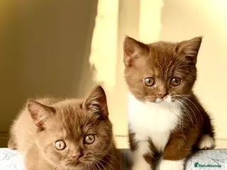 British Shorthair cats Beautiful pedigree kittens TICA registered - Advert 5