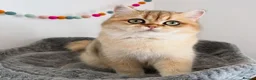 British Shorthair cats for sale: Stunning Golden Kittens  in Chesterfield - Advert 12