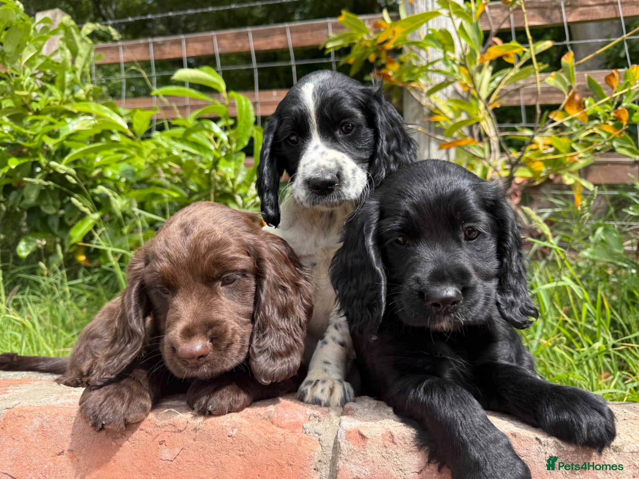 Sprocker dogs Sprocker puppies Cocker Spaniel X Springer Spaniel - Advert 1