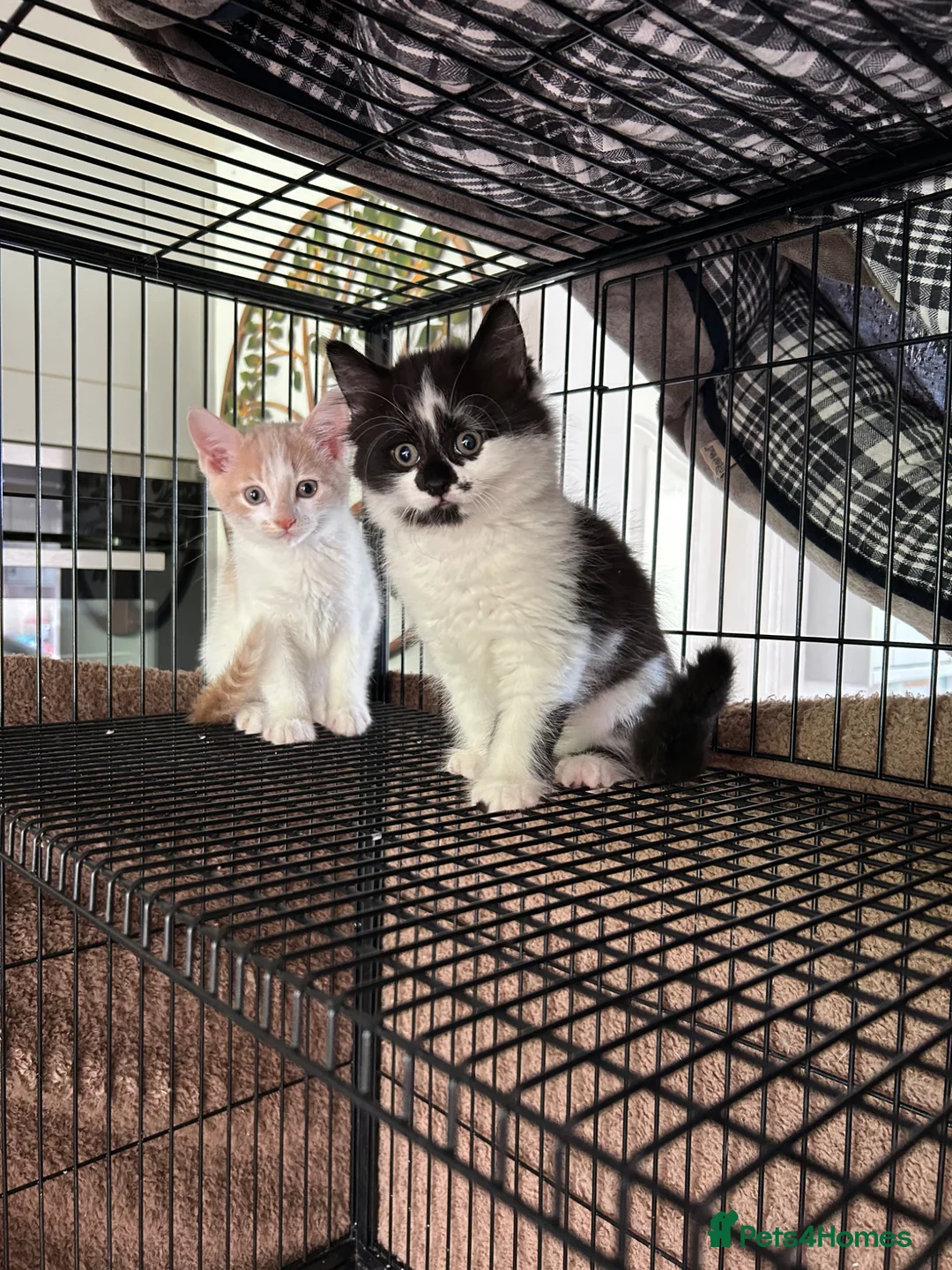 Mixed Breed cats for sale: Two DSH x ragdoll male kittens available  - Advert 1