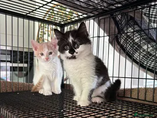 Mixed Breed cats Two DSH x ragdoll male kittens available - Advert 2