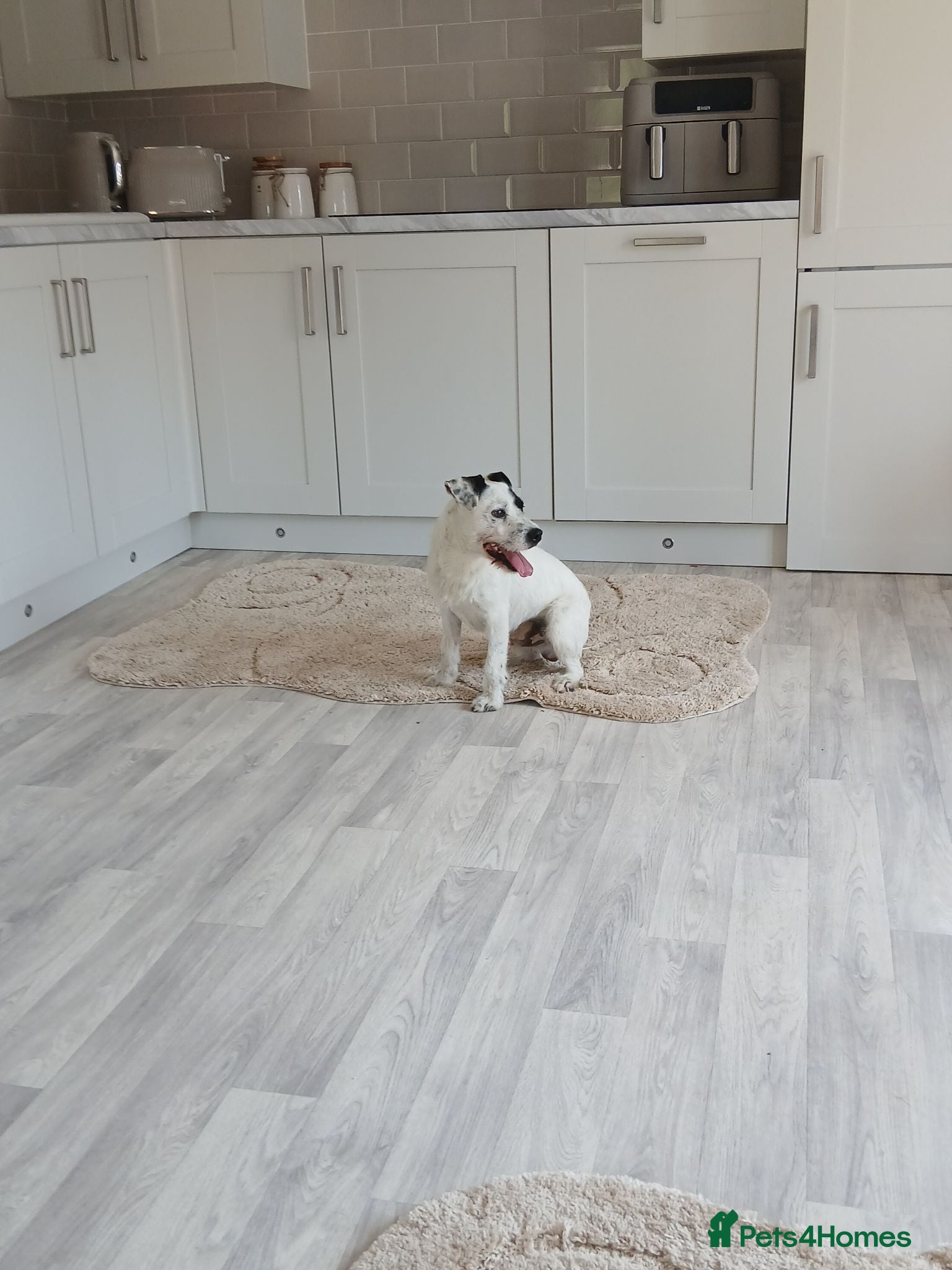 Patterjack dogs Maximus. - Advert 2