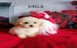 Maltipoo dogs for sale: Miniture Maltipoos  - Image 13