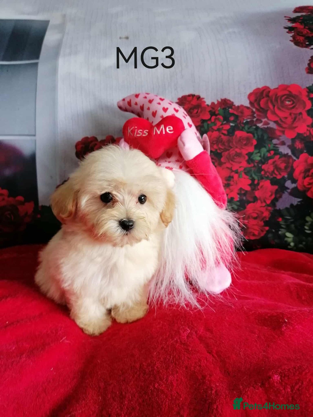 Maltipoo dogs for sale: Miniture Maltipoos  - Image 13